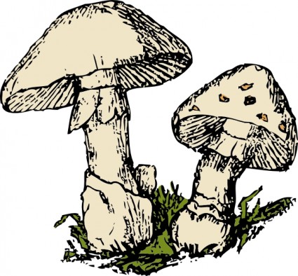 425x394 Oyster Mushrooms Clipart