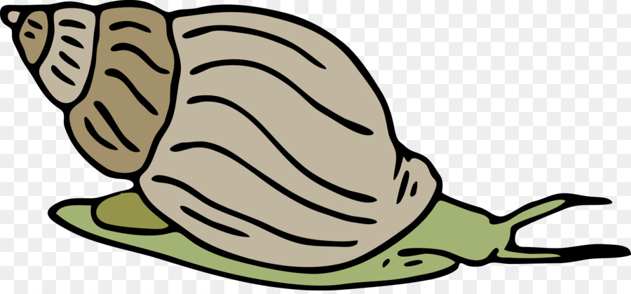 900x420 Sea Snail Seashell Clip Art