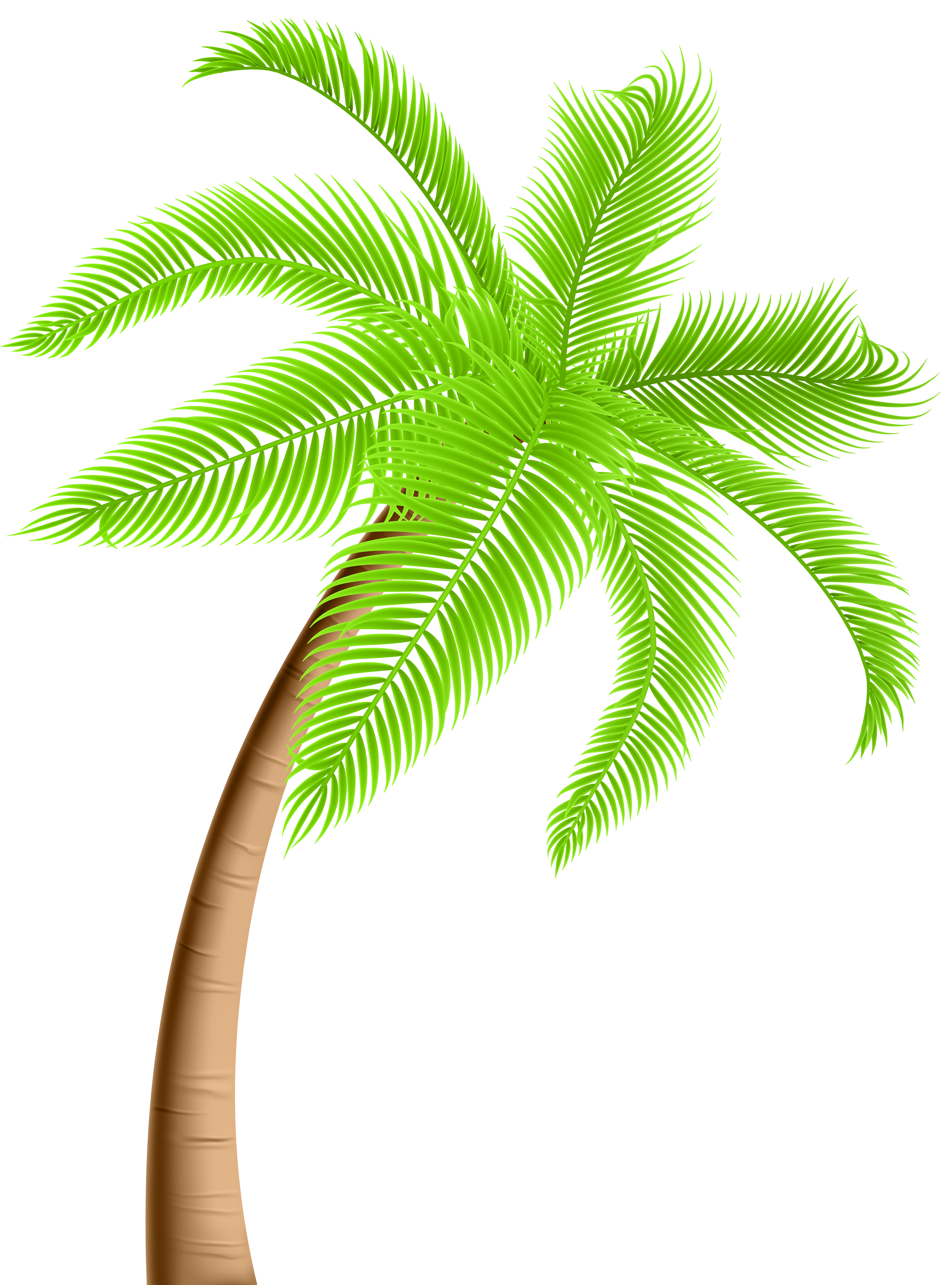 4446x6000 Palm Tree Png Clip Artu200b Gallery Yopriceville