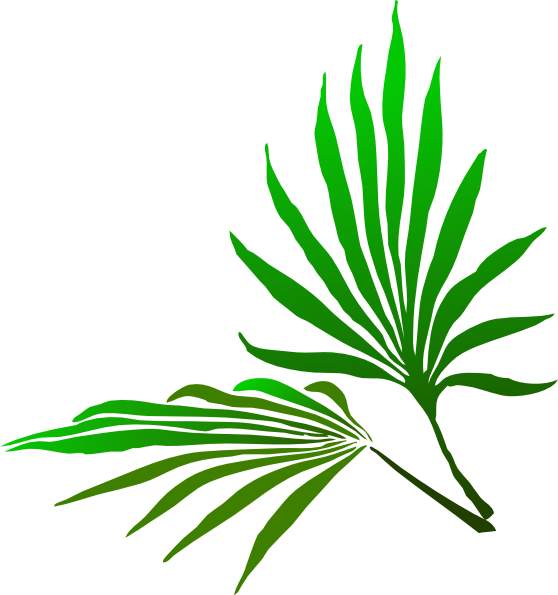 558x595 Anahaw Leaf Clip Art Clipart