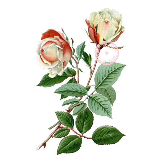 570x570 Safrano Tea Rose Clip Art Vintage Floral Clipart Botanical