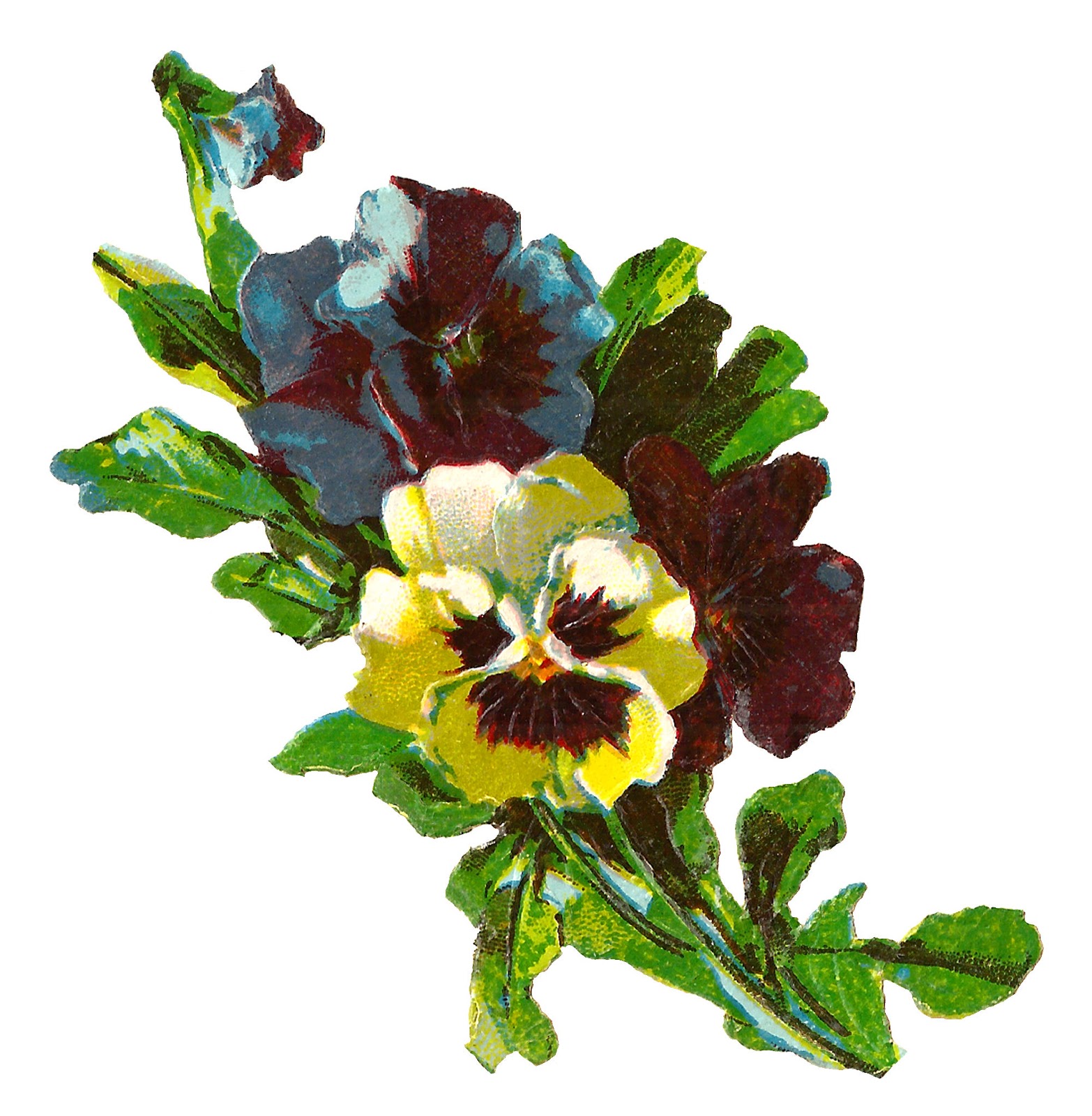 1566x1600 Antique Images Pansy Flower Artwork Image Illustration Botanical