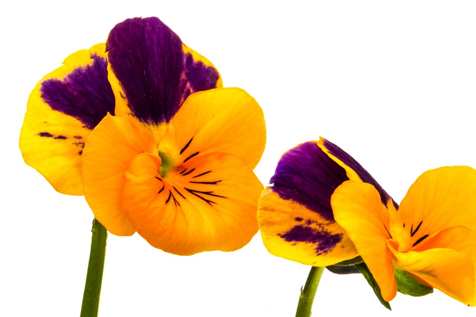 960x639 Pansy Clipart