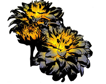 340x270 Pansy Clipart Clipart Pansies Flower Clipart Spring