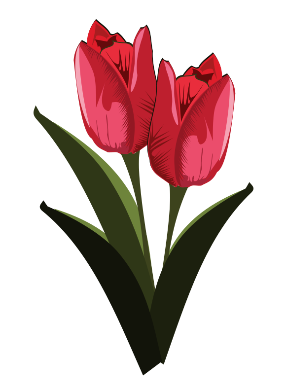 580x795 122 Tulip Flower Clipart Clipart Fans