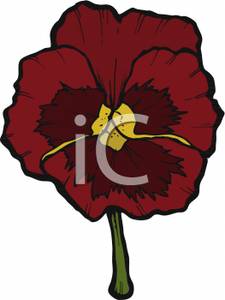 225x300 Pansy Clipart Red