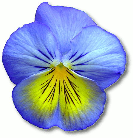 446x464 Blue Flower Clipart Flowerclip