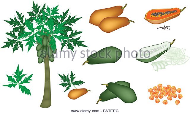 640x384 Papaya Fruits In Back Light Clipart