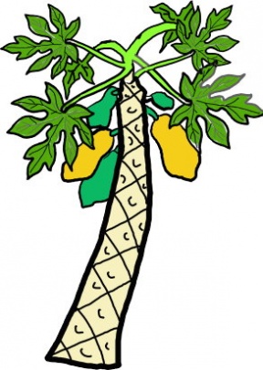 288x405 Papaya Tree Clipart
