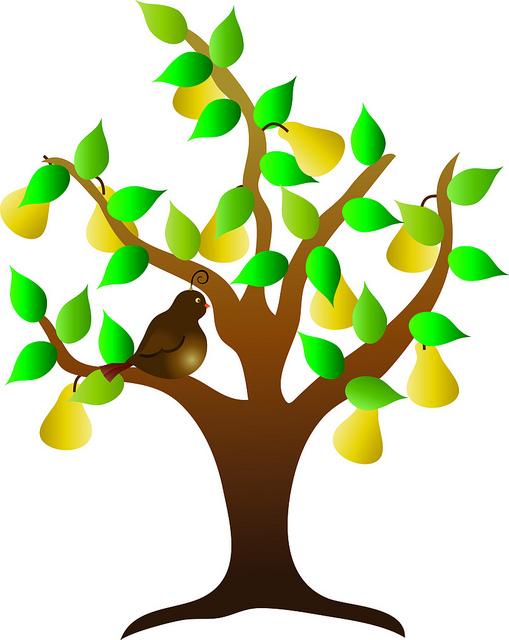 509x640 Trees With Fruits Clip Art