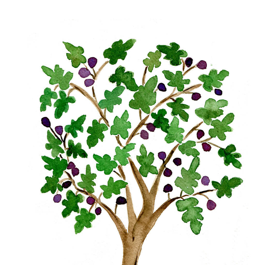 1071x1024 Clip Art Of Fig Tree Clipart Pencil And In Color