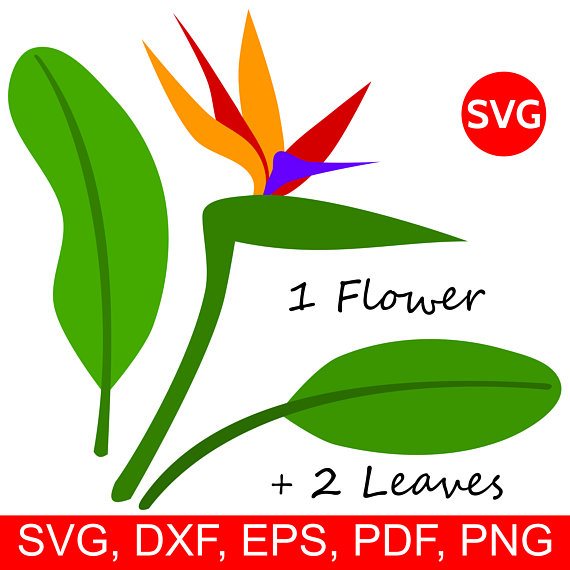 570x570 Tropical Flower Svg Bird Of Paradise Flower And Leaf Clipart