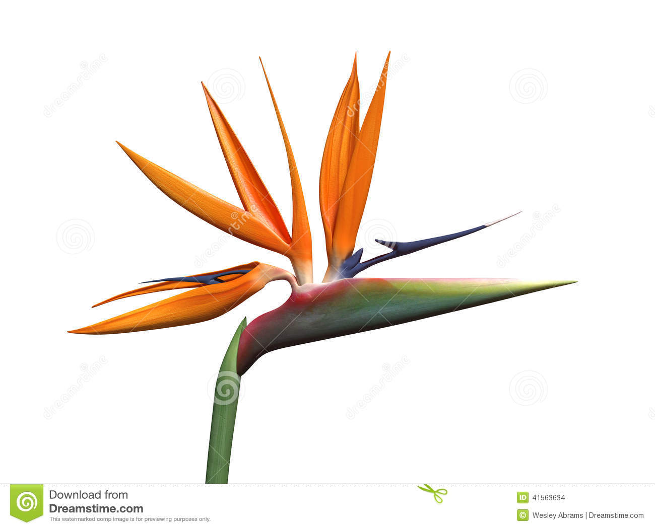 1300x1051 Bird Of Paradise Clipart B03ef37145ec4dc884a1aa36c050257a