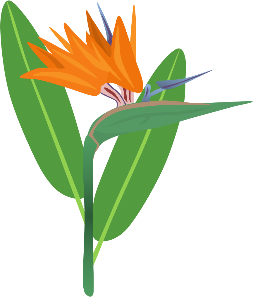 865x1015 Bird Of Paradise Flower By Adamzt2