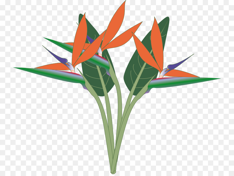 900x680 Bird Of Paradise Clip Art
