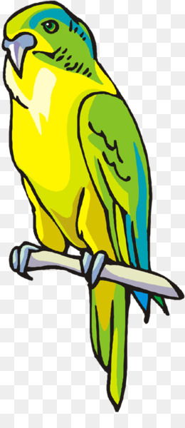 260x600 Free Download Budgerigar Macaw Parrot Parakeet Clip Art