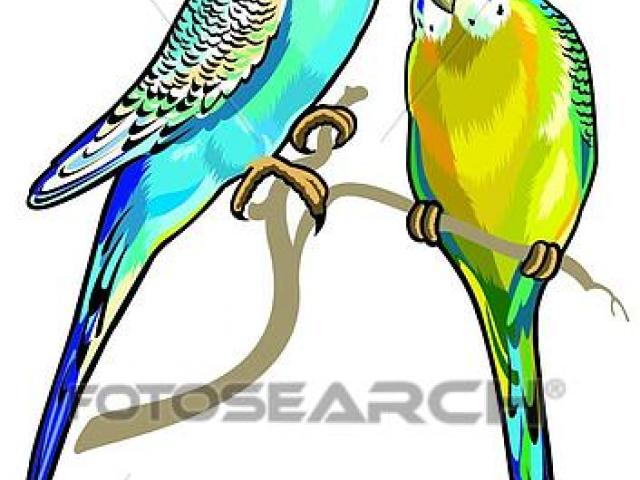 640x480 Parakeet Clipart