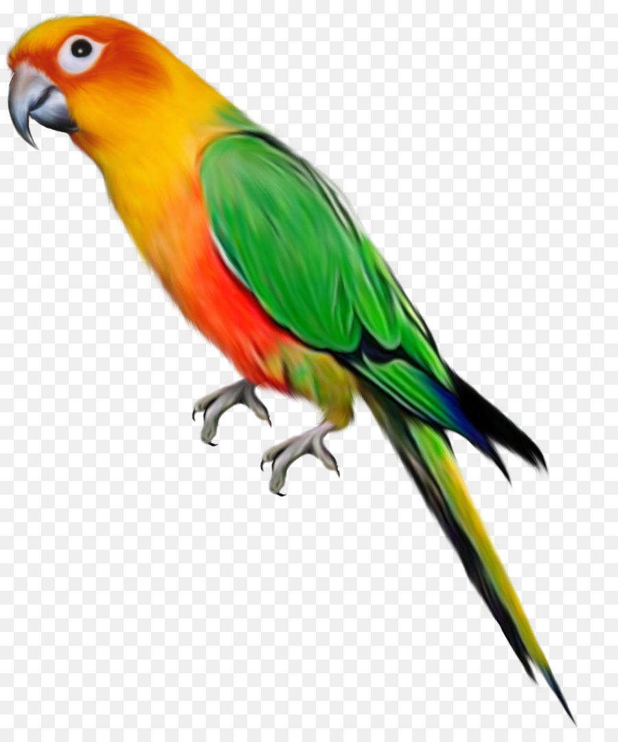 900x1080 Parrot Bird Desktop Wallpaper Clip Art