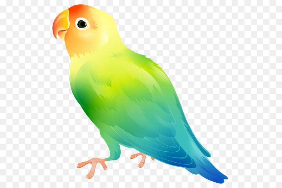 900x600 Parrot Domestic Canary Yellow Collared Lovebird Clip Art