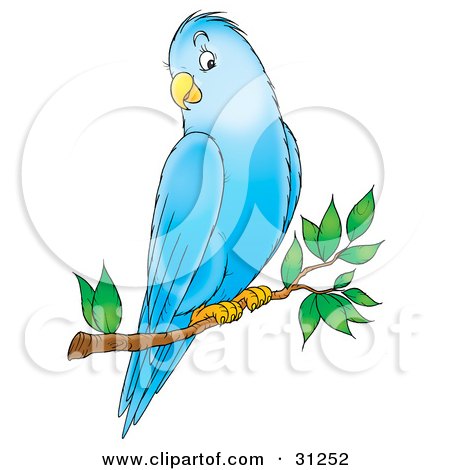450x470 Royalty Free (Rf) Clipart Of Parakeets, Illustrations, Vector