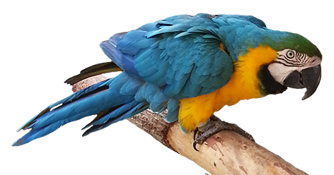 472x248 Bird Clip Art