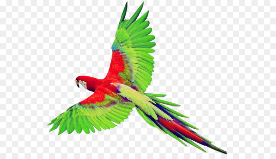 900x520 Bird True Parrot Clip Art