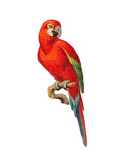 224x320 Macaw Parrot Clipart