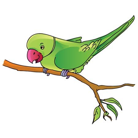 450x450 Fresh Parakeet Clipart Parrot