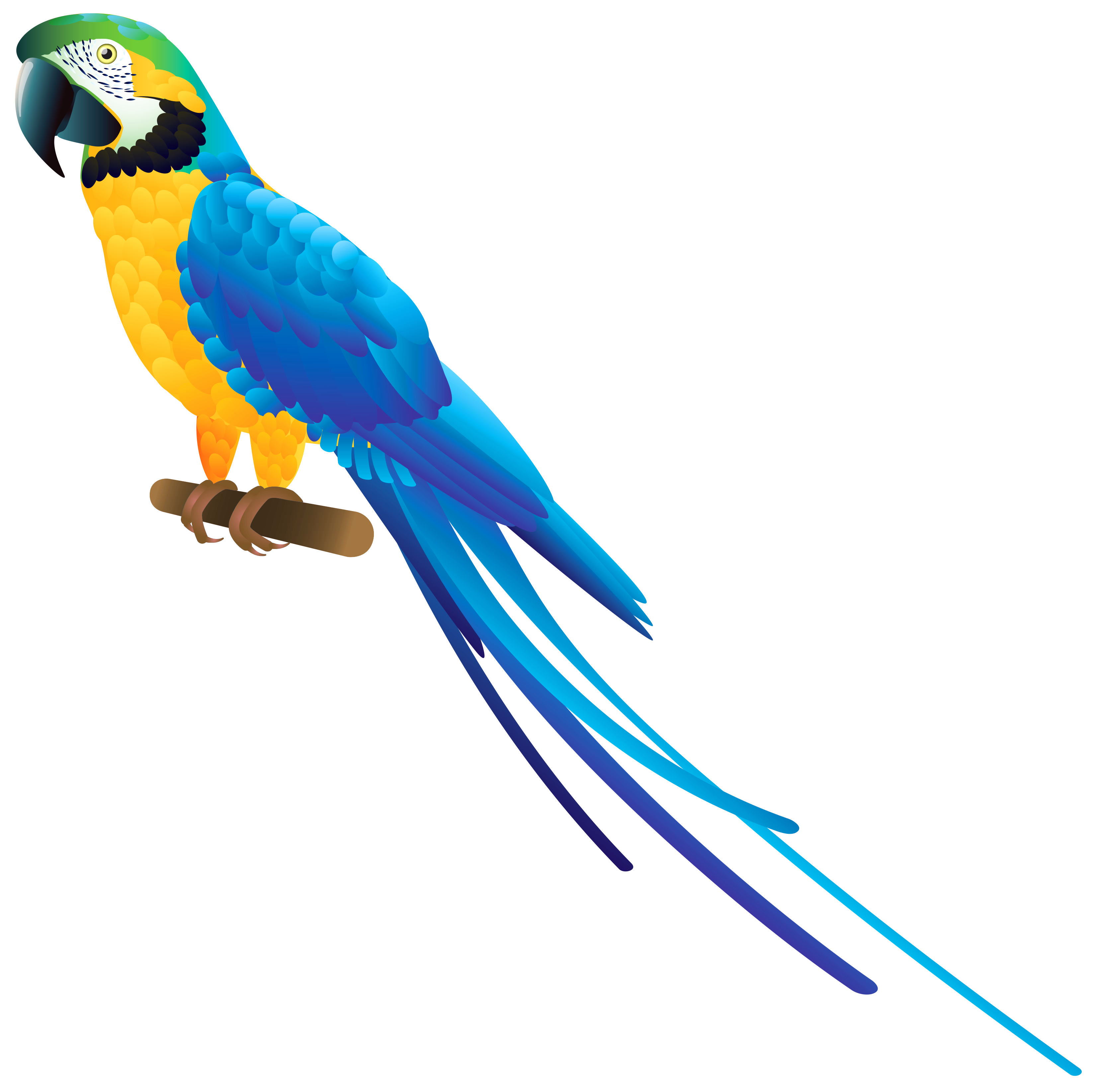 3316x3290 Blue Parrot Png Clipart