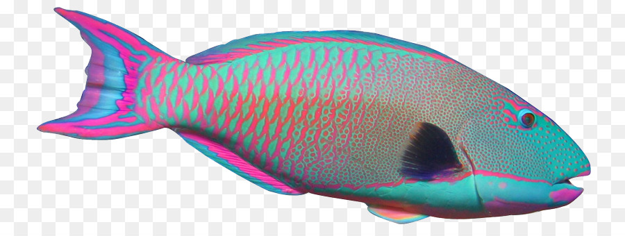 900x340 Parrotfish Angelfish Clip Art