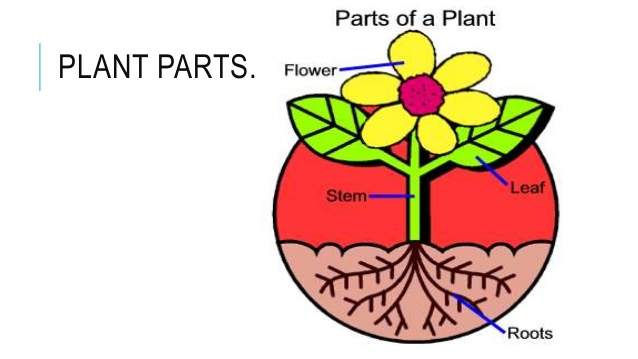 Parts Of A Plant Clipart at GetDrawings | Free download