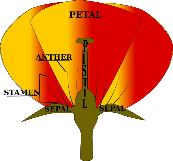 600x559 Parts Of A Plant Clipart