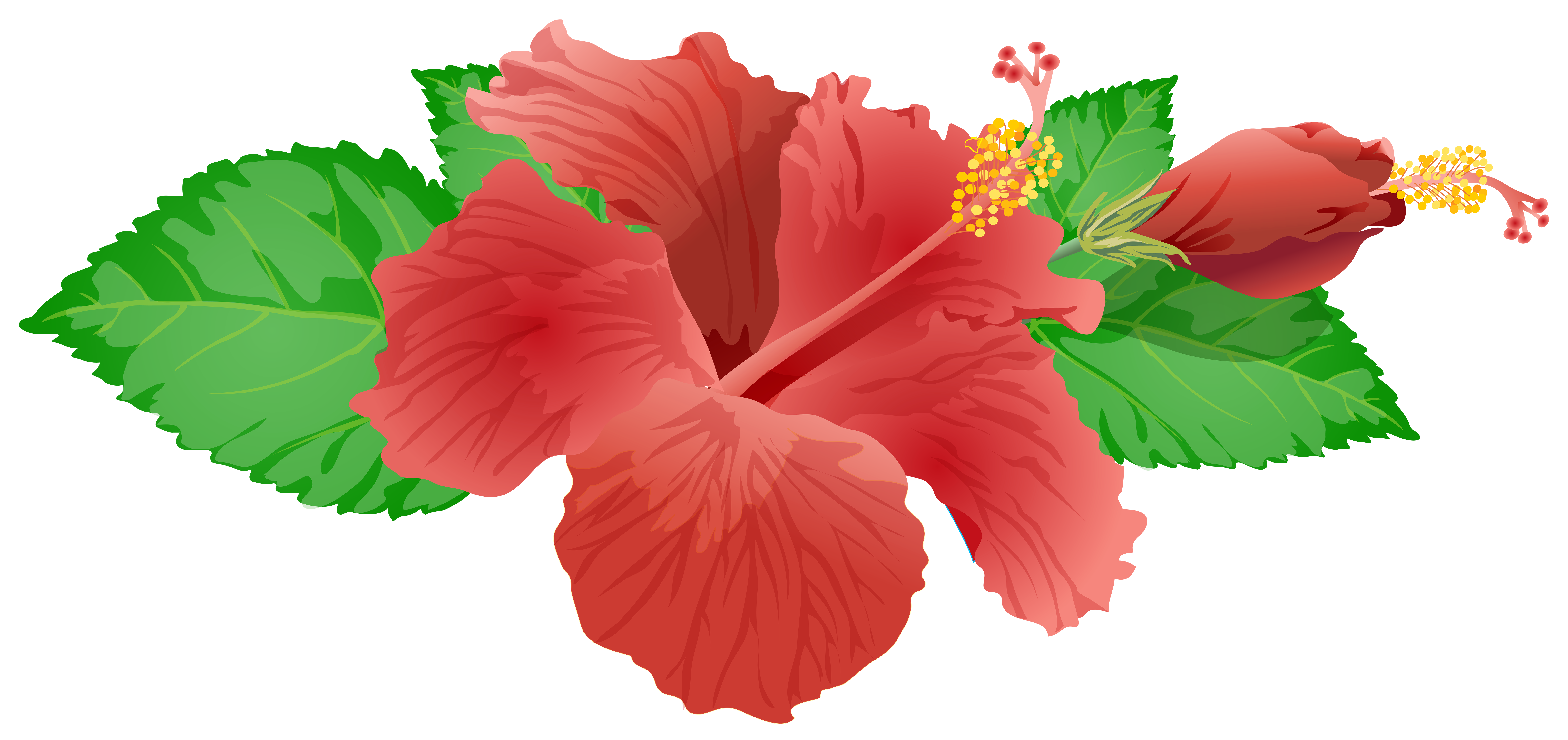 8000x3780 Red Flower Png Clip Art Image