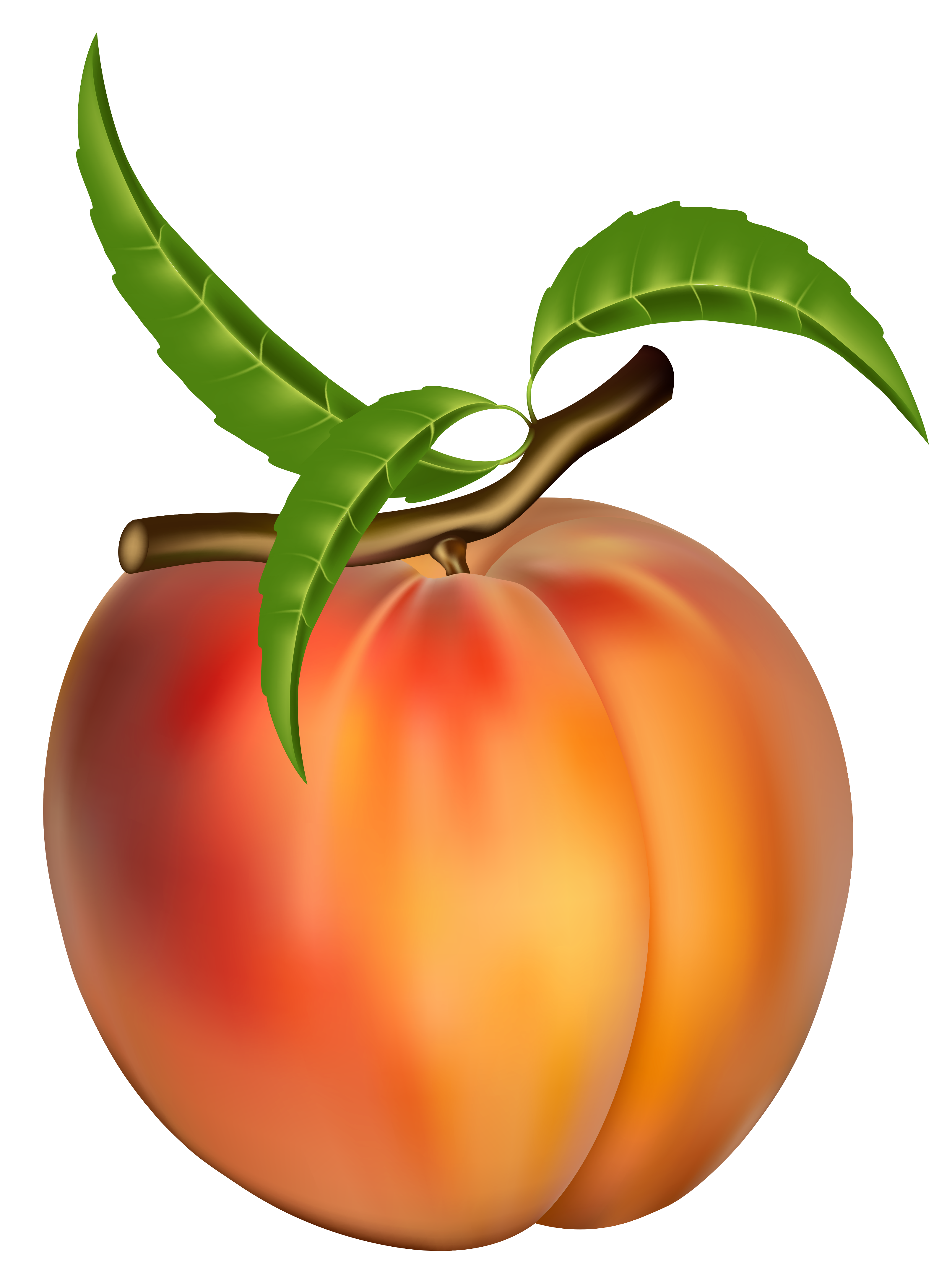 3222x4344 Peach Clipart Free Peach, Free