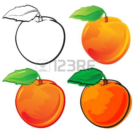 450x432 Peach Clipart Single Fruit 3773919