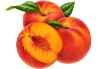 200x140 Peach Clipart Peach Clip Art Free Clipart Panda Free Clipart