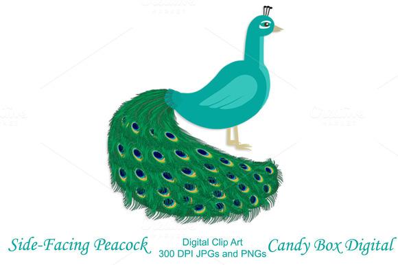 580x386 Free Peacock Images Clip Art