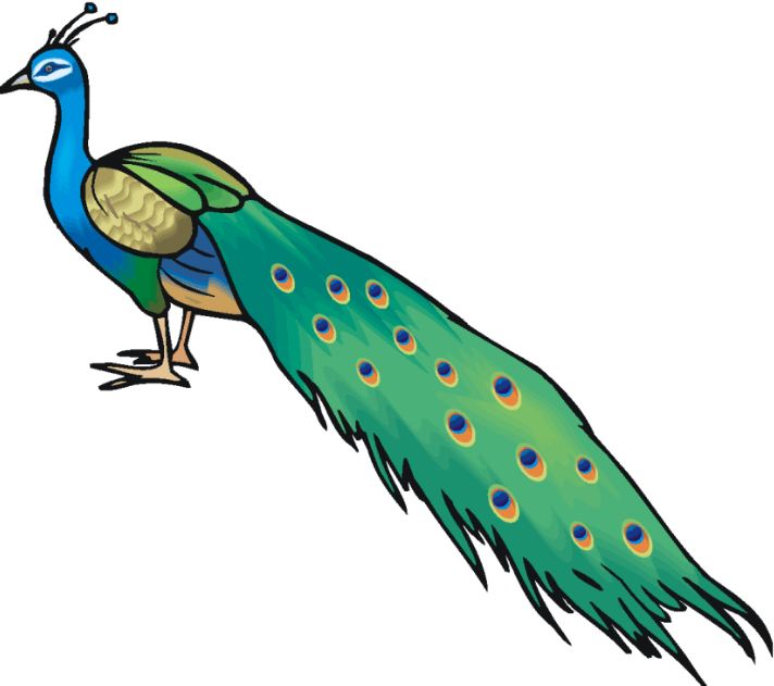 712x631 Top{20}  Peacock Clipart Images With High Resolution Free Download