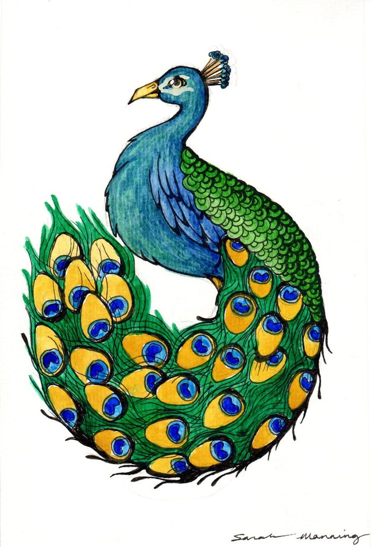 743x1076 Drawing Picture Of Peacock Peacock Drawing Free Download Clip