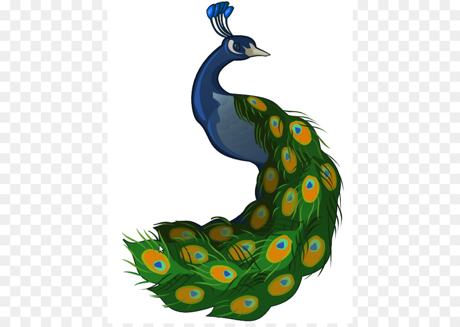 900x640 T Shirt Peafowl Cartoon Clip Art