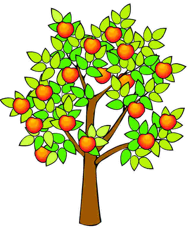 638x768 Clipart Peach Tree Clip Art 9