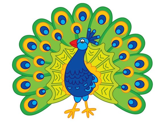 570x428 Peacock Clipart