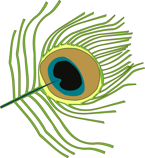 480x522 Peacock Feather Clipart