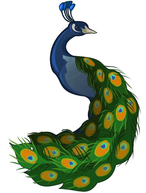 480x633 57 Best Peacock