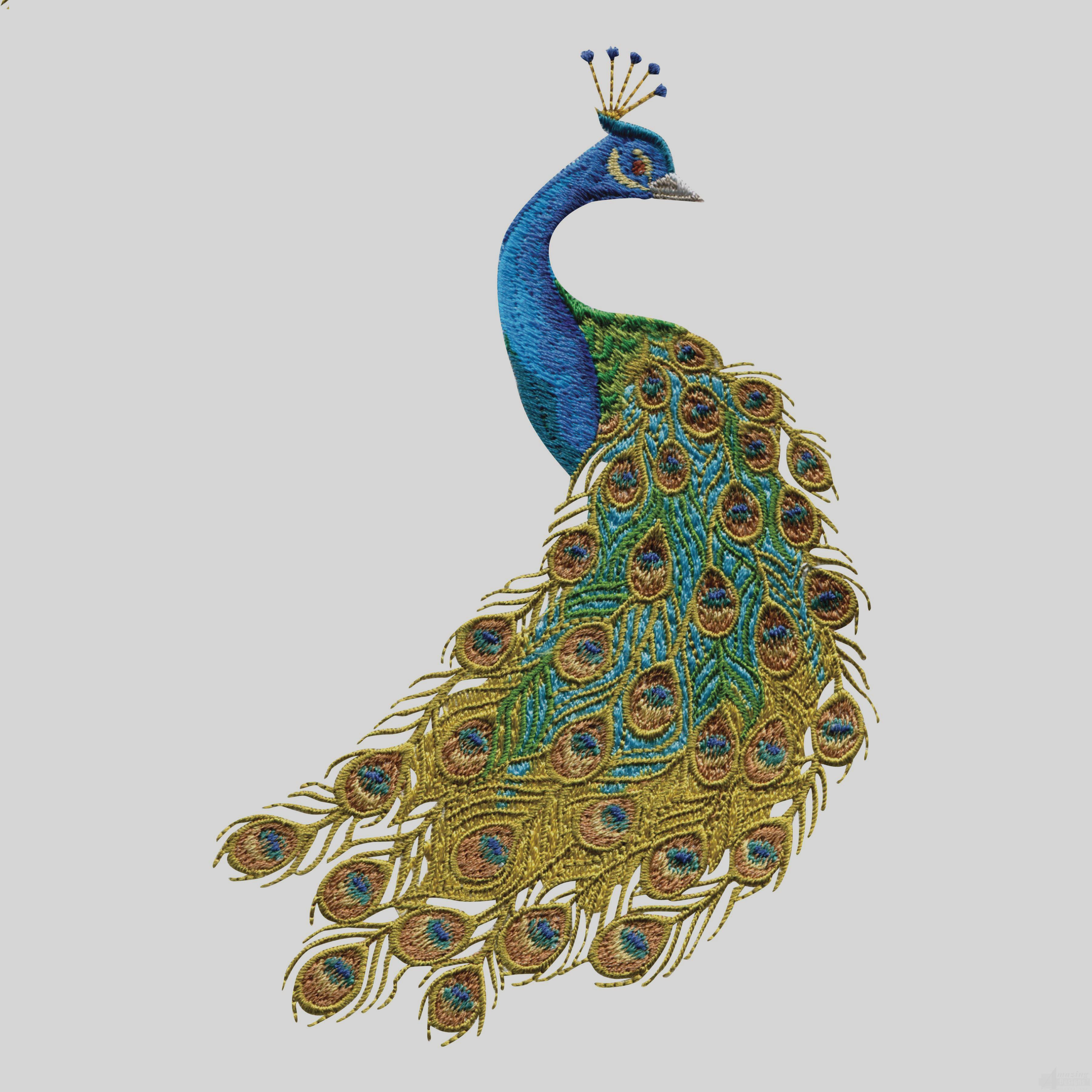 3600x3600 Free Peacock Clip Art