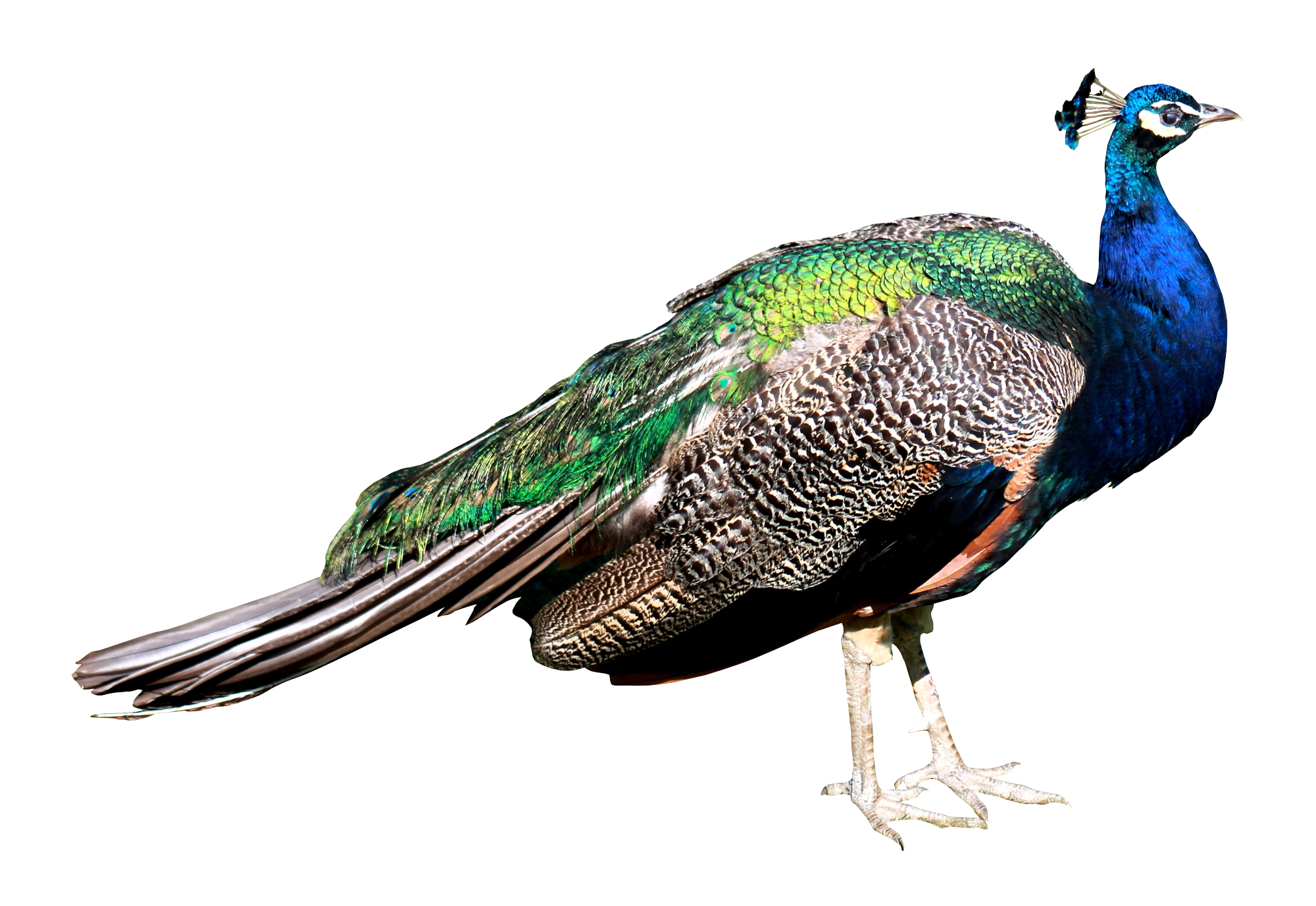 2000x1377 Peacock Png Transparent Images Free Download Clip Art