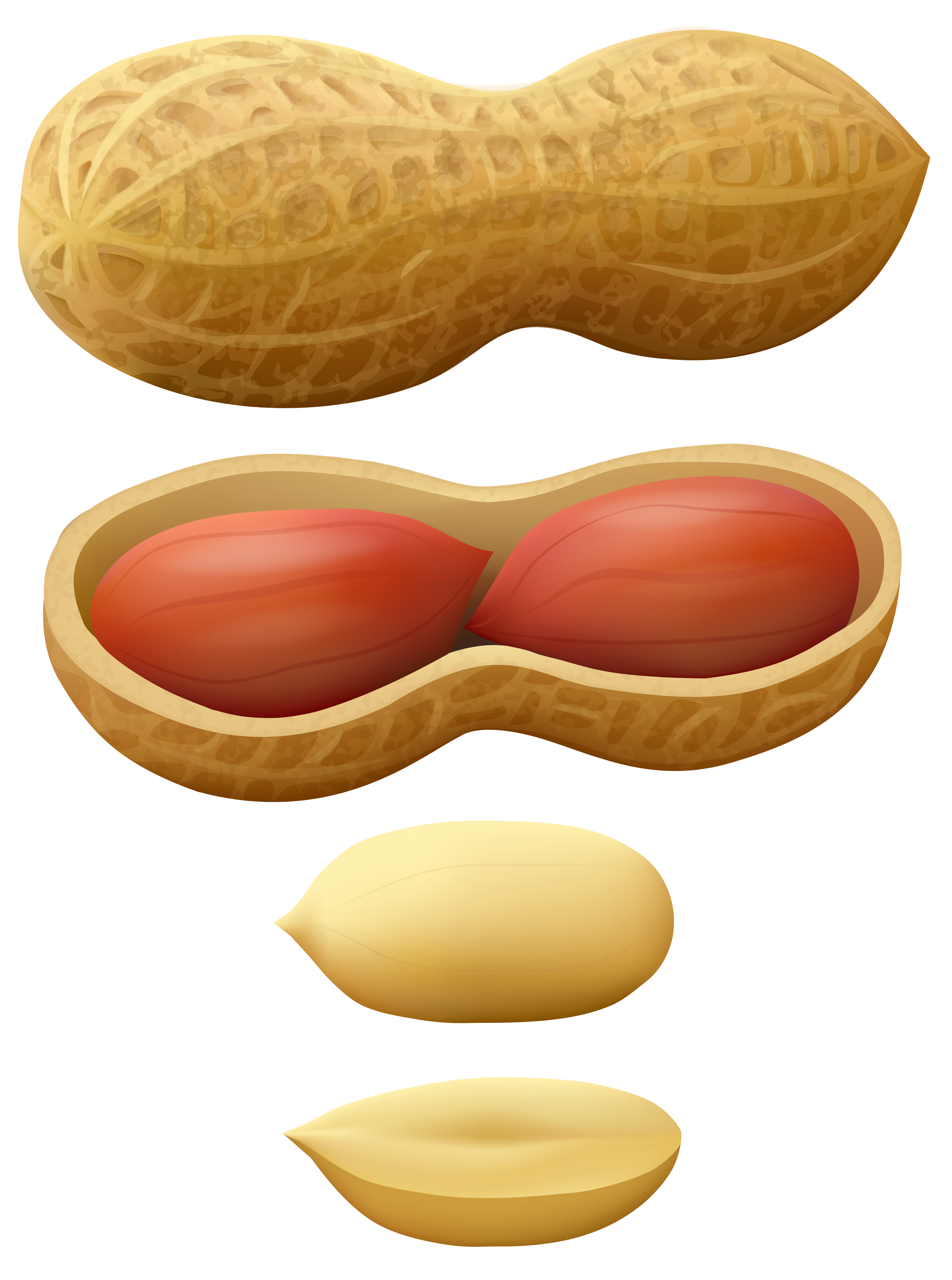 3508x4714 Peanuts Png Clip Art