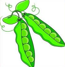 211x219 Free Pea Clipart