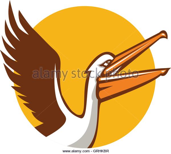 600x540 Pelecanidae Clipart