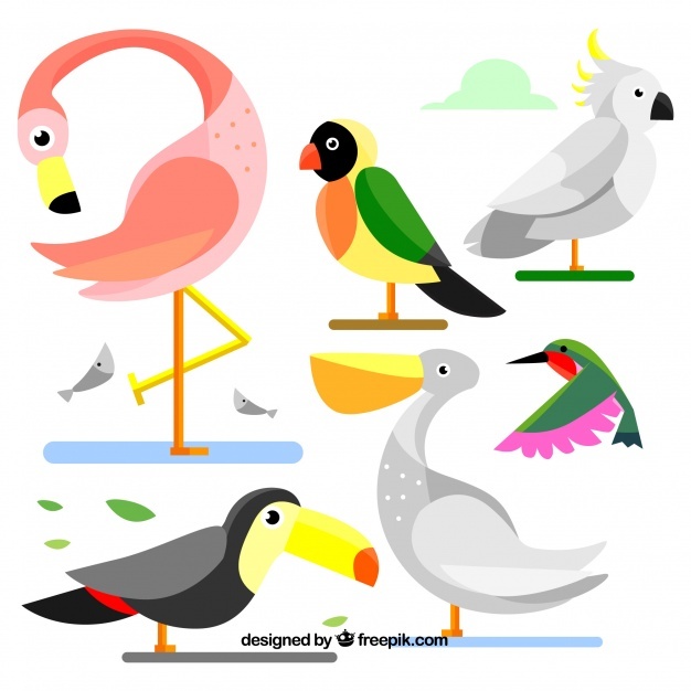 626x626 Pelican Vectors, Photos And Psd Files Free Download